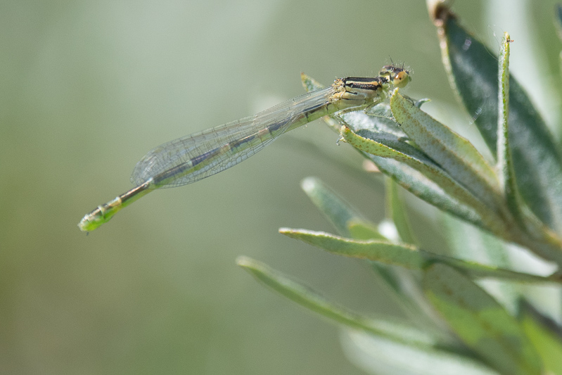 Dainty Damselfly